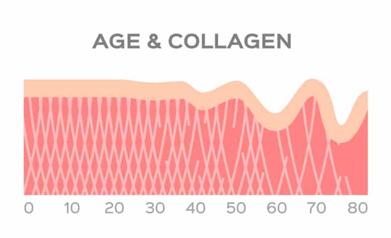 Aging Collagen Loss